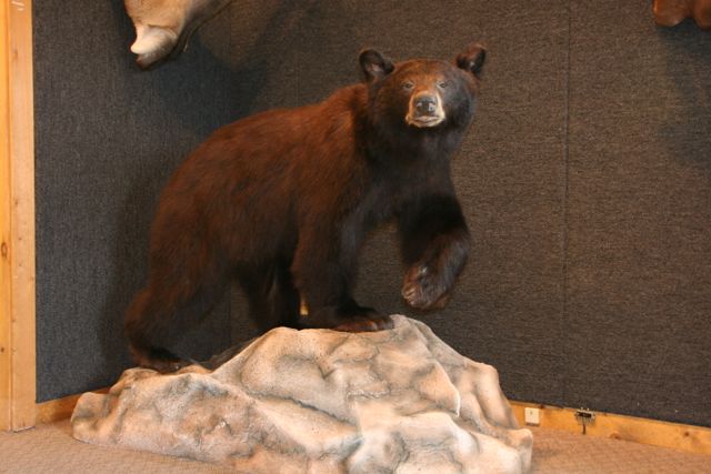 Colorado Black Bear