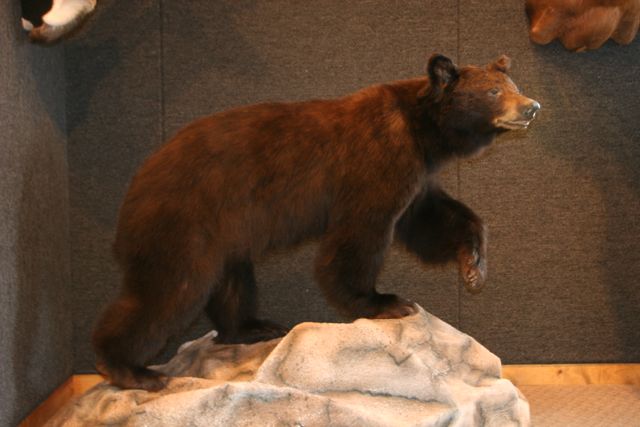 Life Size Bear Taxidermy