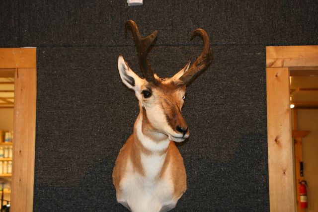 Antelope Taxidermy