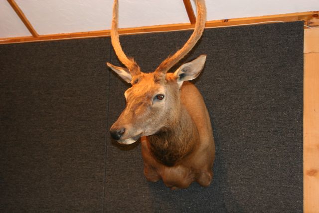 Spike Bull Elk Taxidermy