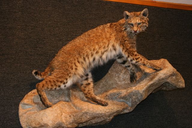 Life Size Bobcat Taxidermy