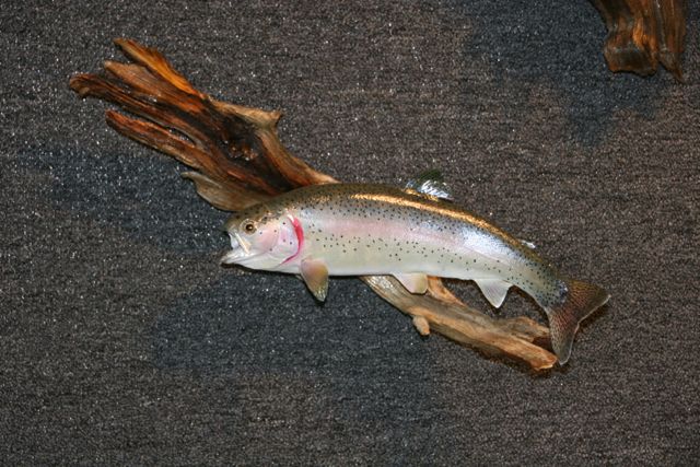 Skin Mount Fish Taxidermy