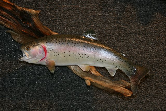 Rainbow Trout