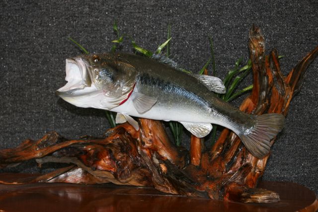 Large Mouth Bass Taxidermy