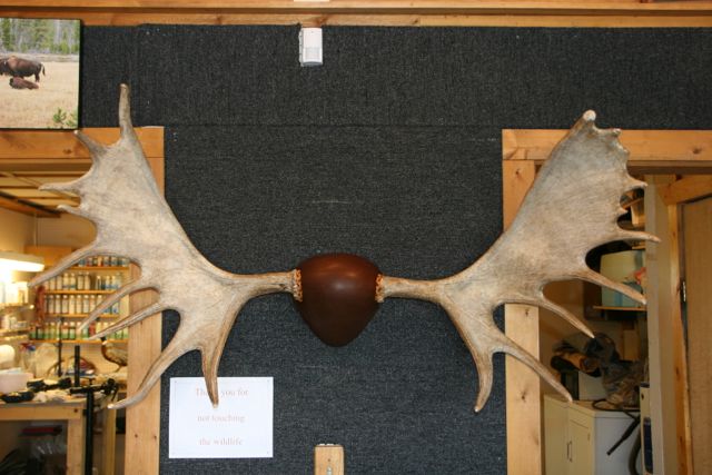 Leather Wrapped Moose Taxidermy